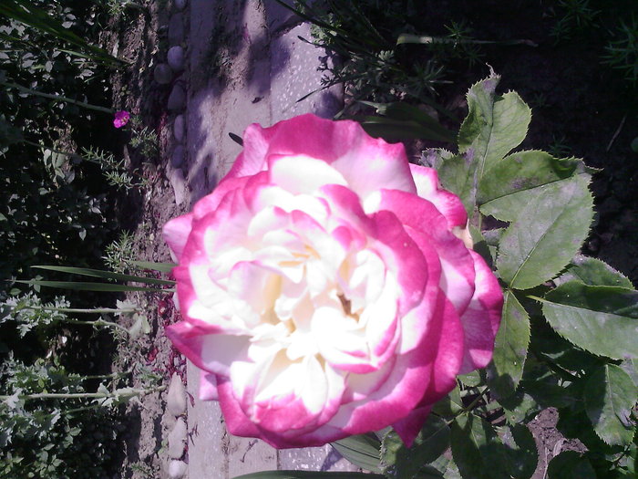 Fotografii-0002