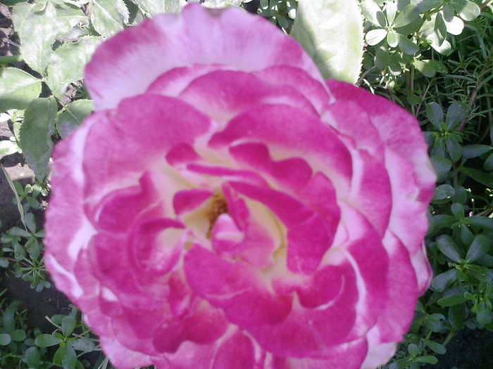 Fotografii-0004