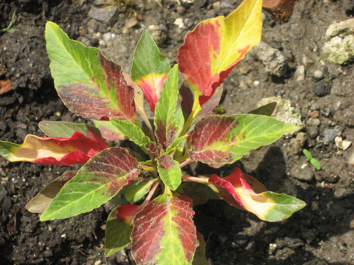 Amaranthus tricolor - plante de gradina si terasa 2010