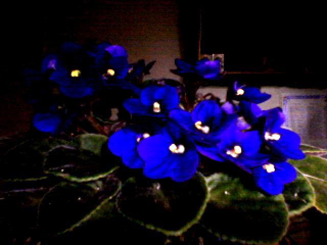 are flori tot timpul