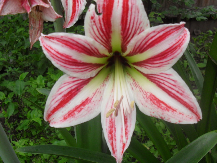 iunie 2010 - AMARYLLIS