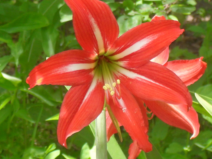 iunie 2010 - AMARYLLIS