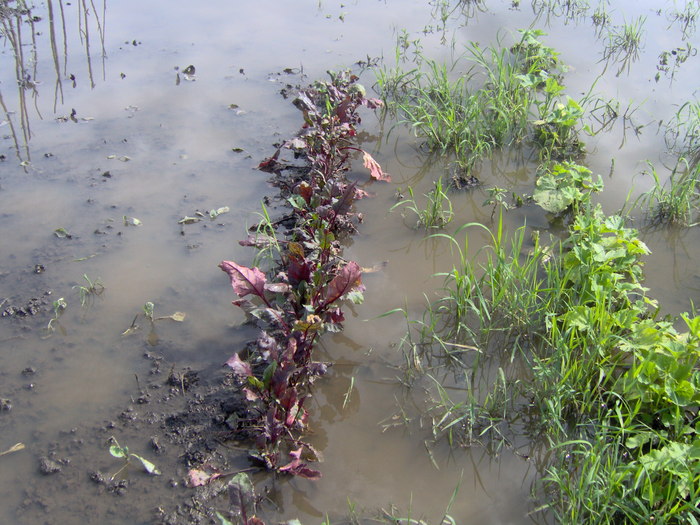 inundatii tura 2 009