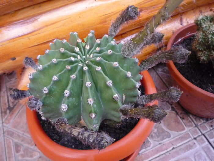 P1040499 - cactusi si suculente