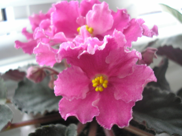 Rebel-s Carnation Splash