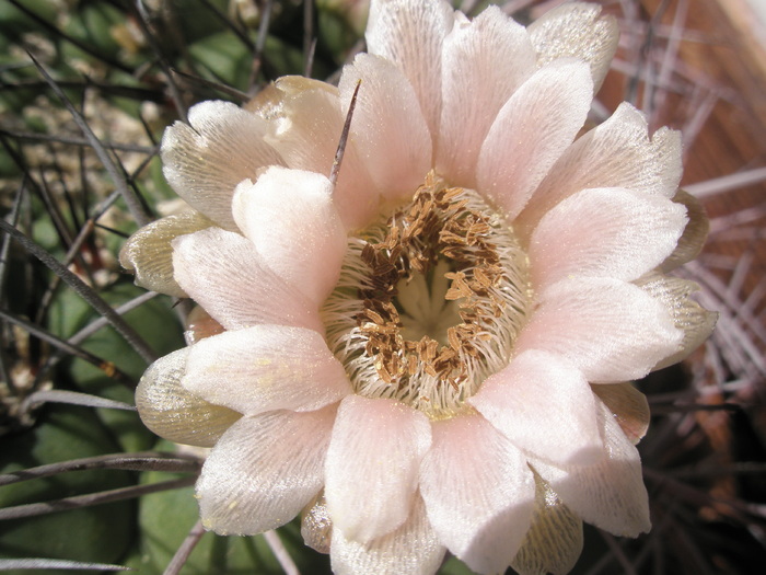 Gymnocalycium saglionis mare - floare 21.06 - Gymnocalycium