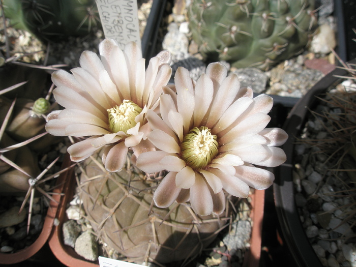 Gymnocalycium bodenbenderianum - 21.06 - Gymnocalycium