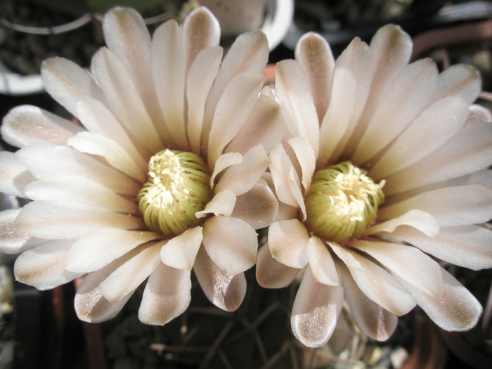 Gymnocalycium bodenbenderianum - flori - Gymnocalycium