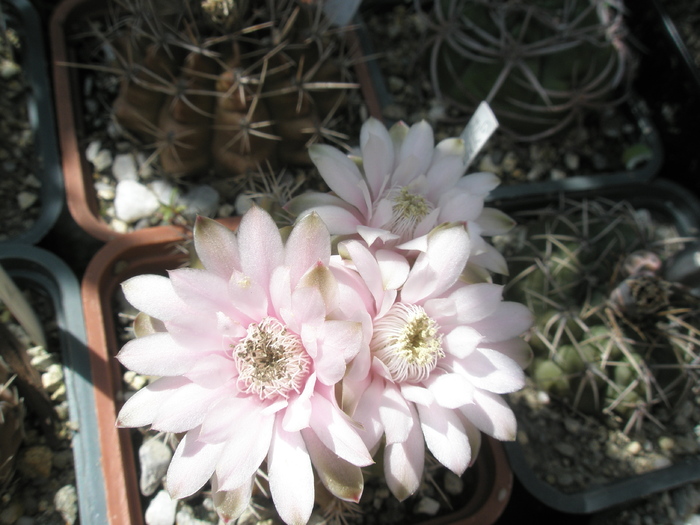 Gymnocalycium anisitsii - flori - Gymnocalycium