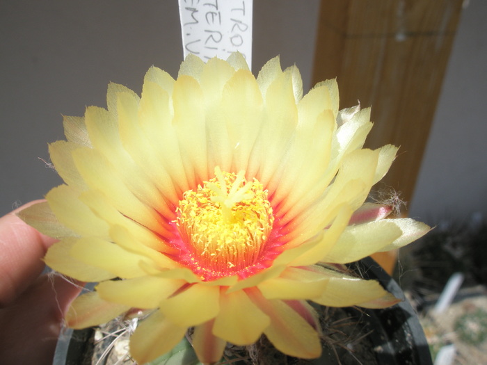 Astrophytum asterias x senile - floare - Astrophytum