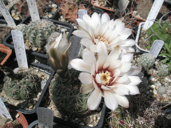 Gymnocalycium de la Pitesti - 21.06