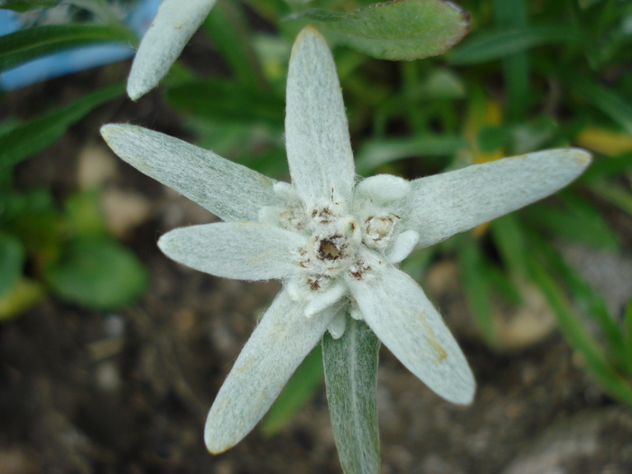 Floare de colt (2010, May 31) - LEONTOPODIUM Alpinum