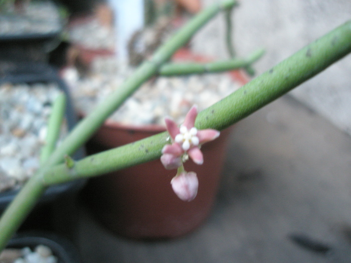 Sarcostema vanlejinzii - floare - Asclepiade