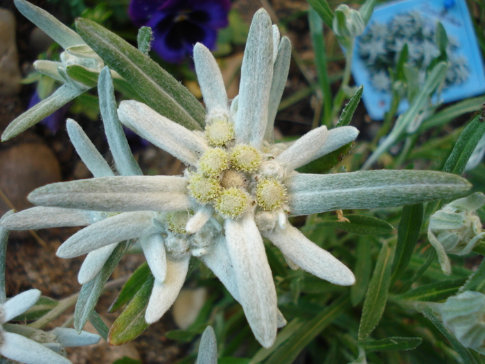 Leontopodium alpinum (2010, June 04) - LEONTOPODIUM Alpinum