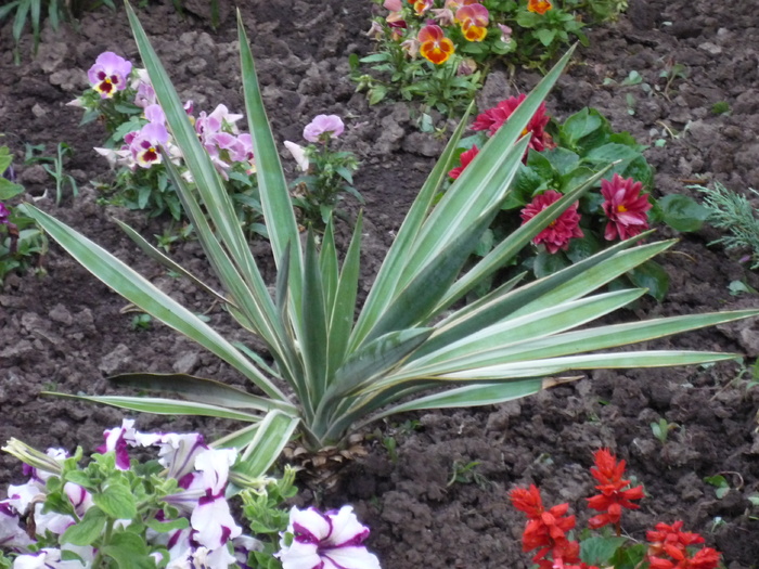 yuca - flori gradina 2010