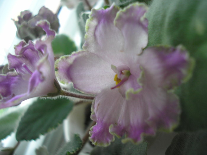 Ma-s Prince Froggie - VIOLETE AFRICANE 2