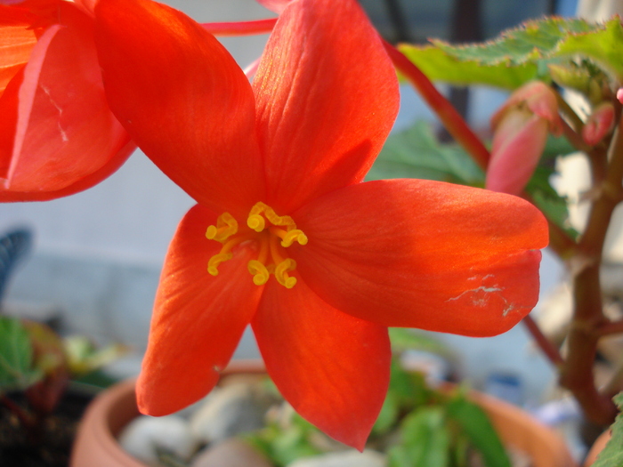 Begonia Orange Cascade (2010, Jun.21) - Begonia cascade Orange