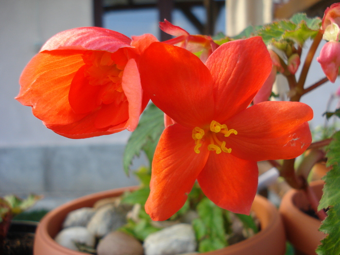 Begonia Orange Cascade (2010, Jun.21) - Begonia cascade Orange