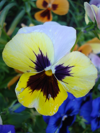 Antique Shades pink pansy, 05jun10