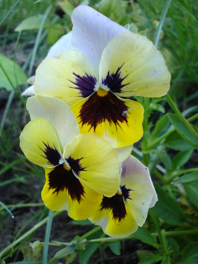 Antique Shades pink pansy, 05jun10 - Antique Shades Pink pansy