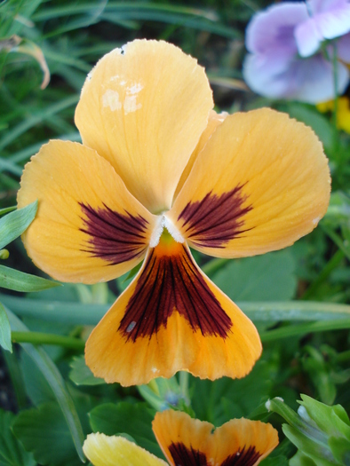 Delta Orange pansy, 05jun2010