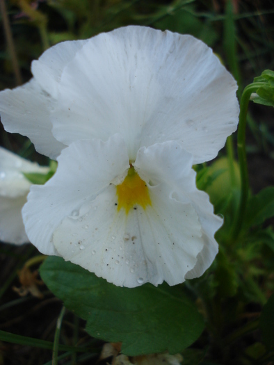 Delta Pure White pansy, 17jun2010 - Delta Pure White pansy