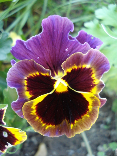 Frizzle Sizzle pansy, 05jun2010 - Frizzle Sizzle pansy