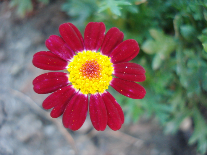 Daisy Madeira Red (2010, June 05) - Argyranthemum Madeira Red