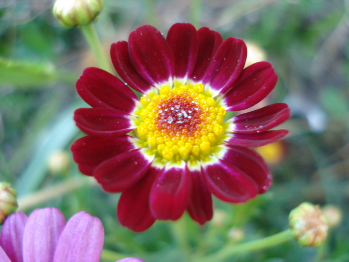 Daisy Madeira Red (2010, June 05) - Argyranthemum Madeira Red