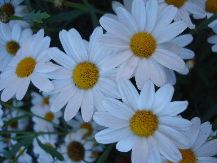 Daisy Madeira White (2010, June 05) - Argyranthemum Madeira White