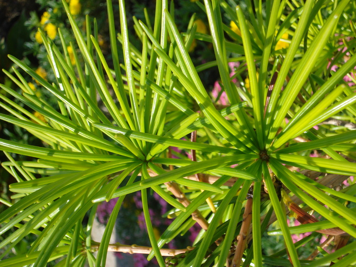 Sciadopitys verticillata (2009, July 03); Austria.
