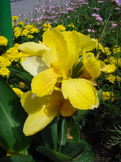 Yellow Canna (2009, July 03); Austria.
