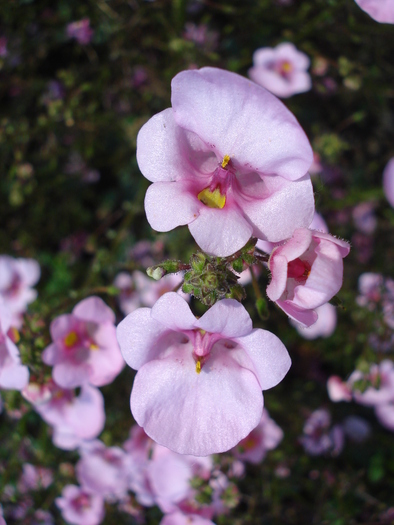 Pink Mimulus (2009, July 03); Austria.
