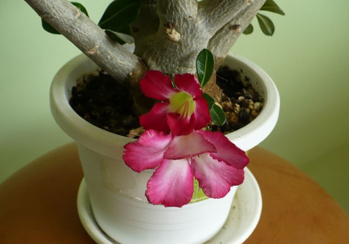 19 iunie - Adenium 2010