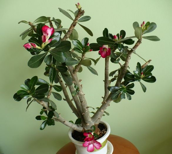 P1270544 - Adenium 2010