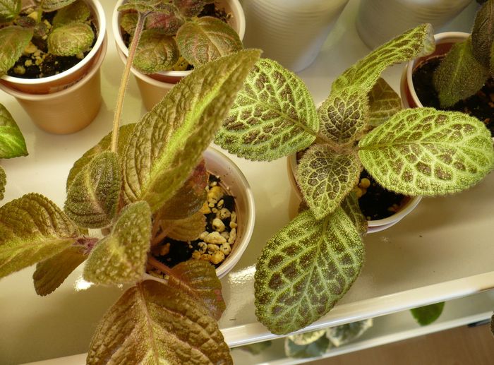 P1270640 - Episcia 2009 - 2010 - 2012 - 2014