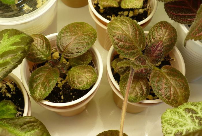 P1270641 - Episcia 2009 - 2010 - 2012 - 2014