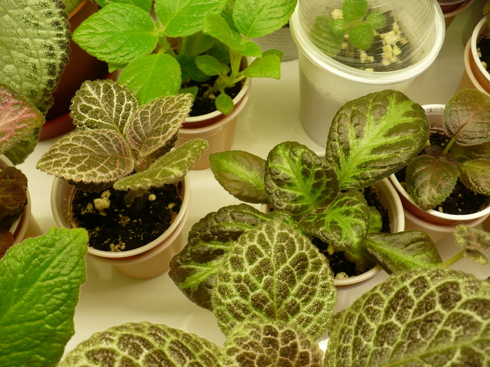 P1270642 - Episcia 2009 - 2010 - 2012 - 2014