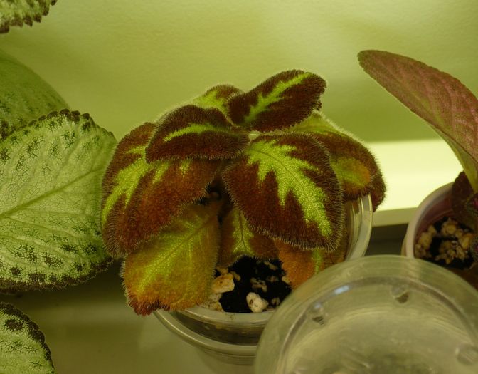 P1270644 - Episcia 2009 - 2010 - 2012 - 2014