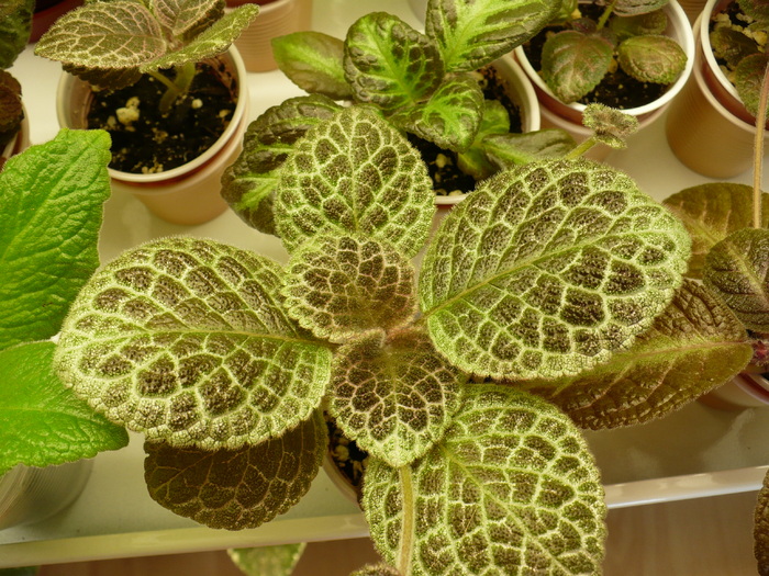 P1270643 - Episcia 2009 - 2010 - 2012 - 2014