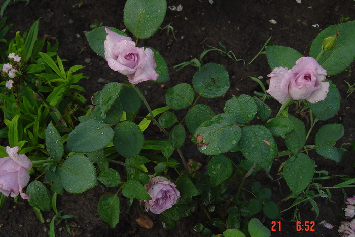 trandafir mov