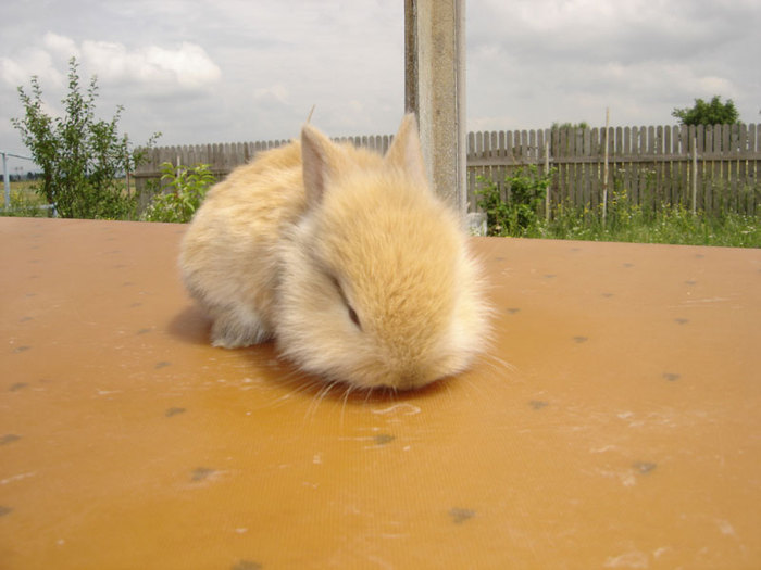 DSC04189 - Iepuri Lionhead de vanzare