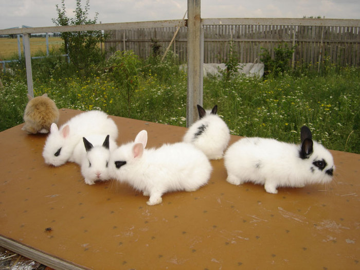 DSC04201 - Iepuri Lionhead de vanzare