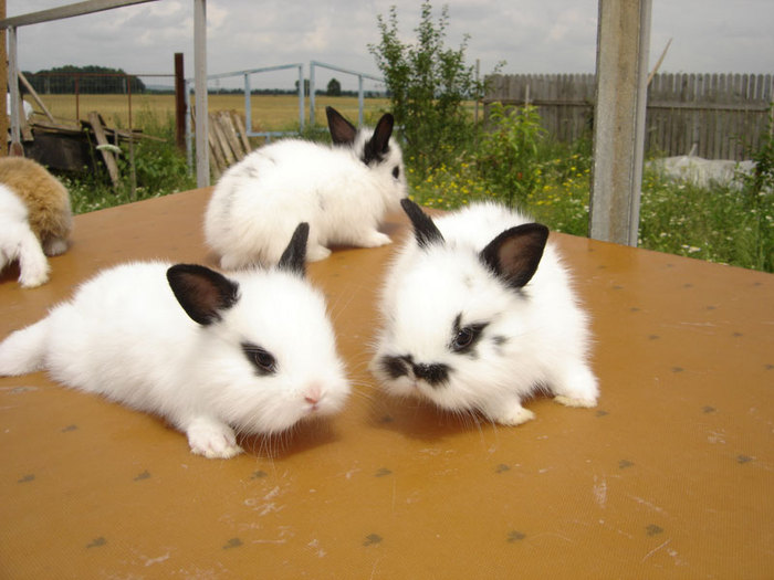 DSC04206 - Iepuri Lionhead de vanzare