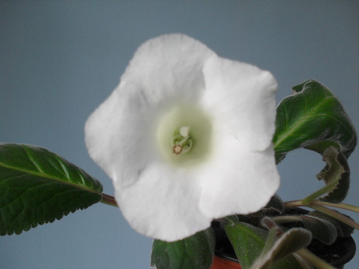 iunie 2010 - GLOXINIA