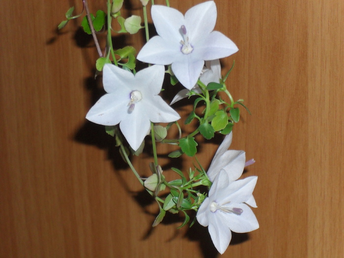 Campanula bleu-Multumesc Fleur! - FLORI -2010