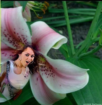 lily.jpg.d.jpg.jpg.jpg. - Poze modifikate de mn