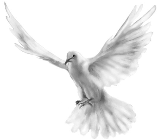 whitepigeon - porumbeii pacii - andreucamiu