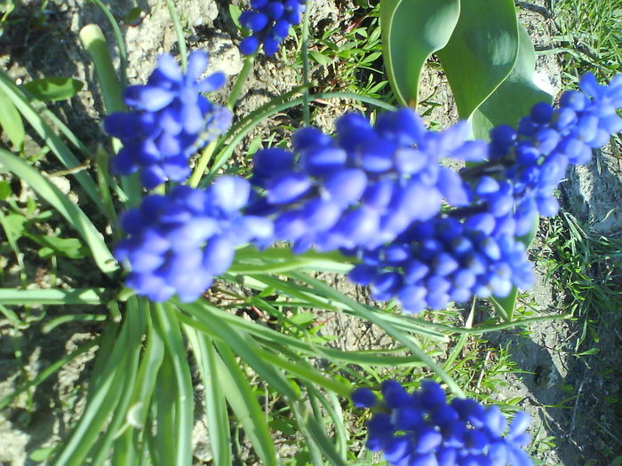 DSC01833 - muscari-de vanzare