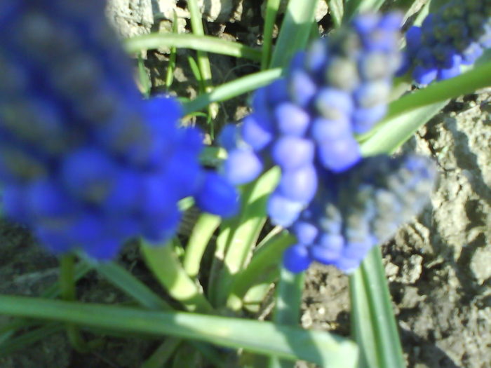 DSC01829 - muscari-de vanzare